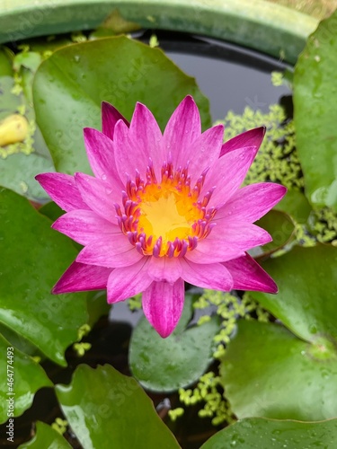 pink water lily