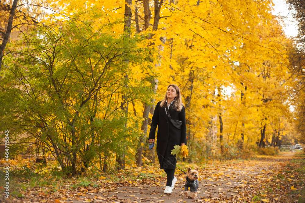A beautiful woman in a black coat and white sneakers walks through the autumn park with a small Yorkshire Terrier dog. Dog in autumn overalls. Pet care. A beautiful woman in a black coat and white sneakers walks through the autumn park with a small Yorkshire Terrier dog. Dog in autumn overalls. Pet care.