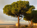 Pinien am Strand von Grado, Italien