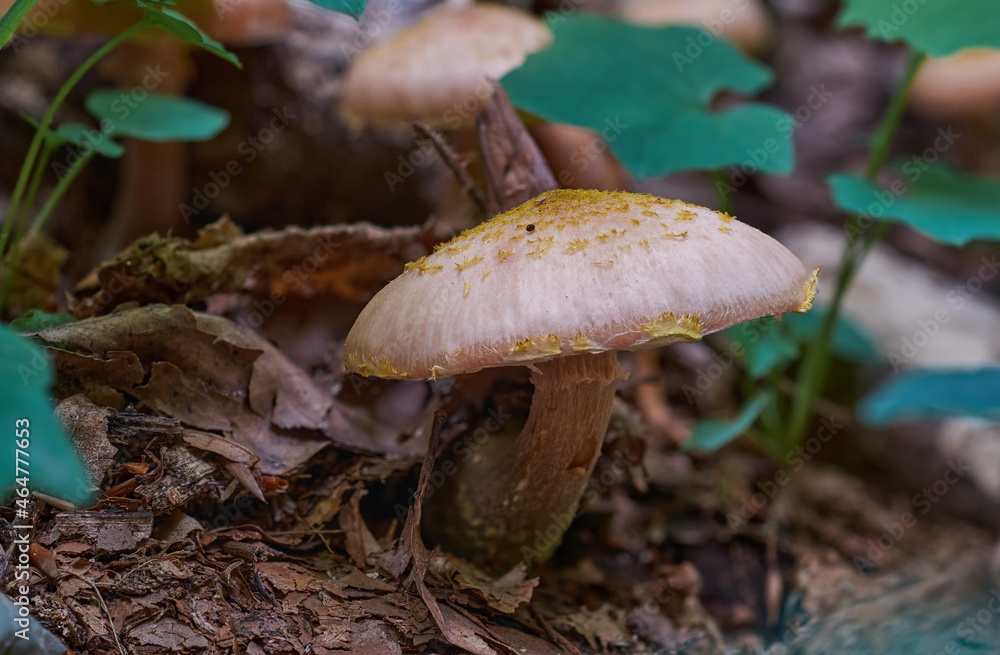 Edible mushrooms Armillaria mellea, commonly known as honey fungus, in autumn forest Edible mushrooms Armillaria mellea, commonly known as honey fungus, in autumn forest