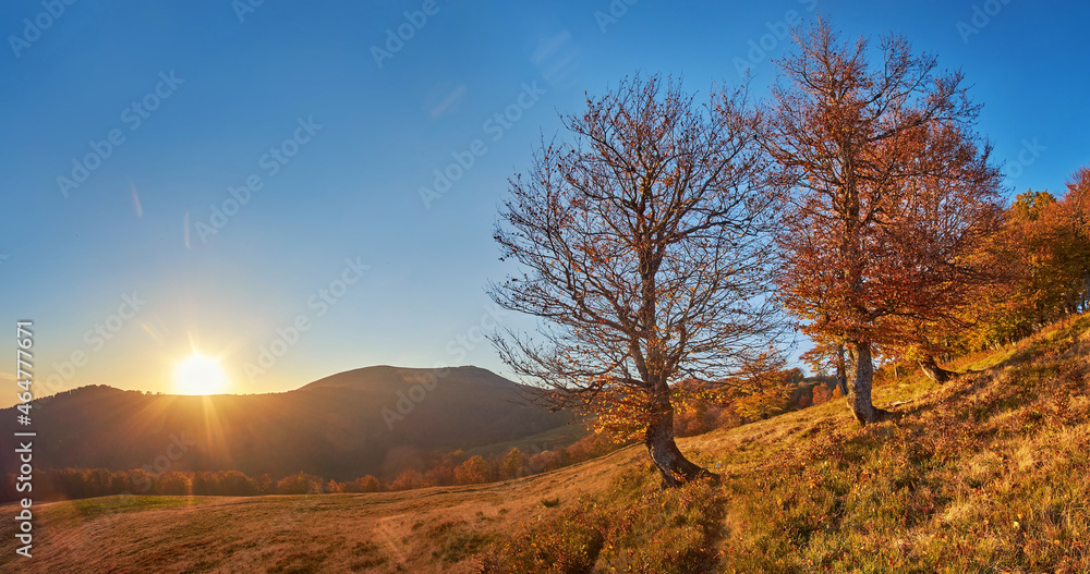 Obraz premium Sunset in the autumn mountains. The golden foliage of the beeches and the blue of the clear evening sky. Fabulous golden autumn atmosphere