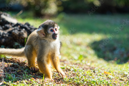 squirrel in the park