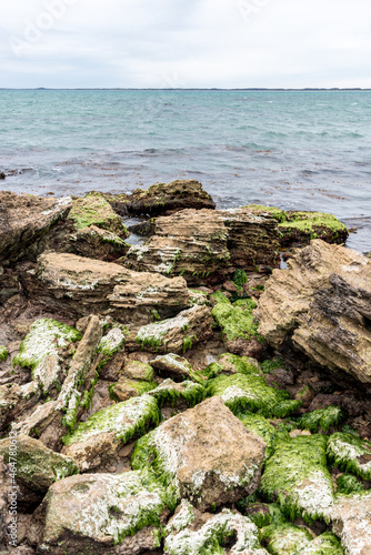 Green algae covered rocks on the shore of Guichen Bay, on the Limestone Coast at Robe, South Australia photo