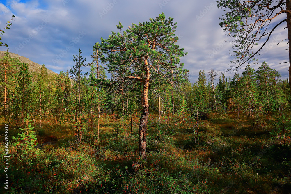 Obraz premium autumn taiga forest landscape, nature view fall in the mountains