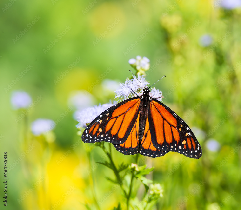 Fototapeta premium Migrating Monarch butterfly (Danaus plexippus) feeding on Blue Mistflowers in the autumn in Texas.