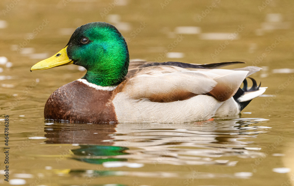wild duck (anas platyrhynchos) male swimming in water wild duck (anas platyrhynchos) male swimming in water