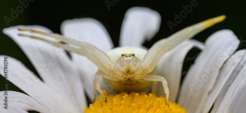 goldenrod crab spider or flower spider (Misumena vatia) in daisy flower