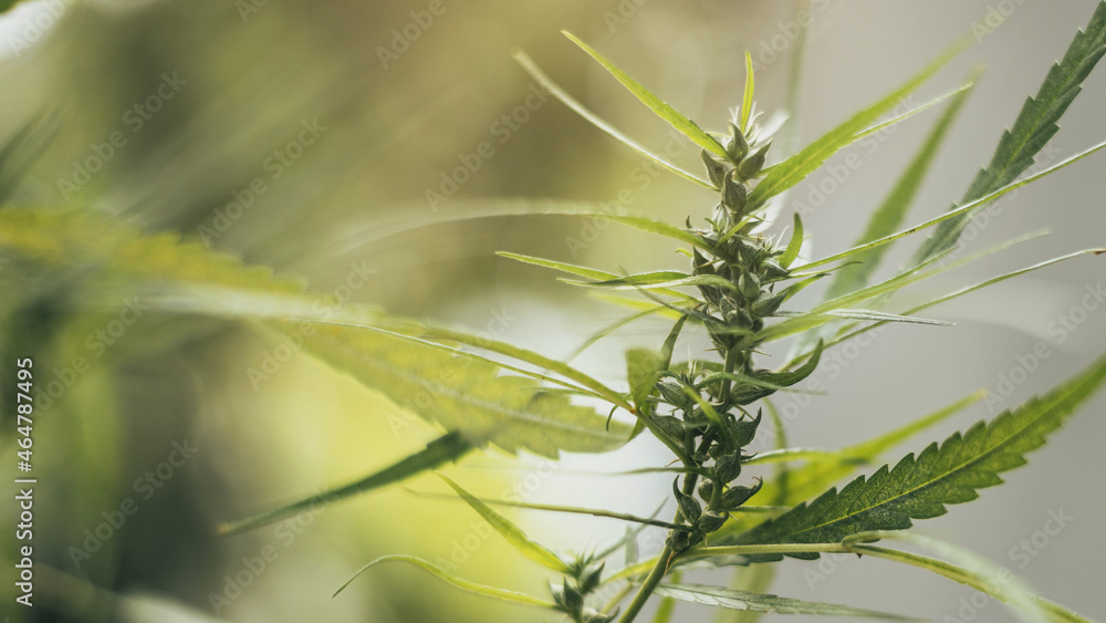 Fototapeta premium Marijuana plant with flowers. marijuana leaves, cannabis sativa leaves.