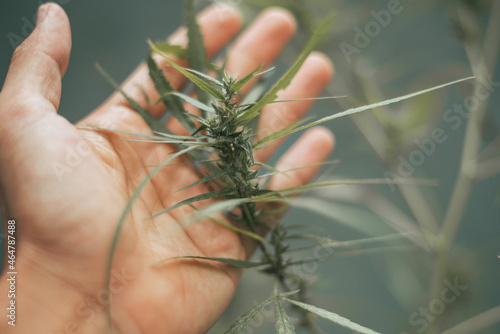 Marijuana plant with flowers. marijuana leaves, cannabis sativa leaves.