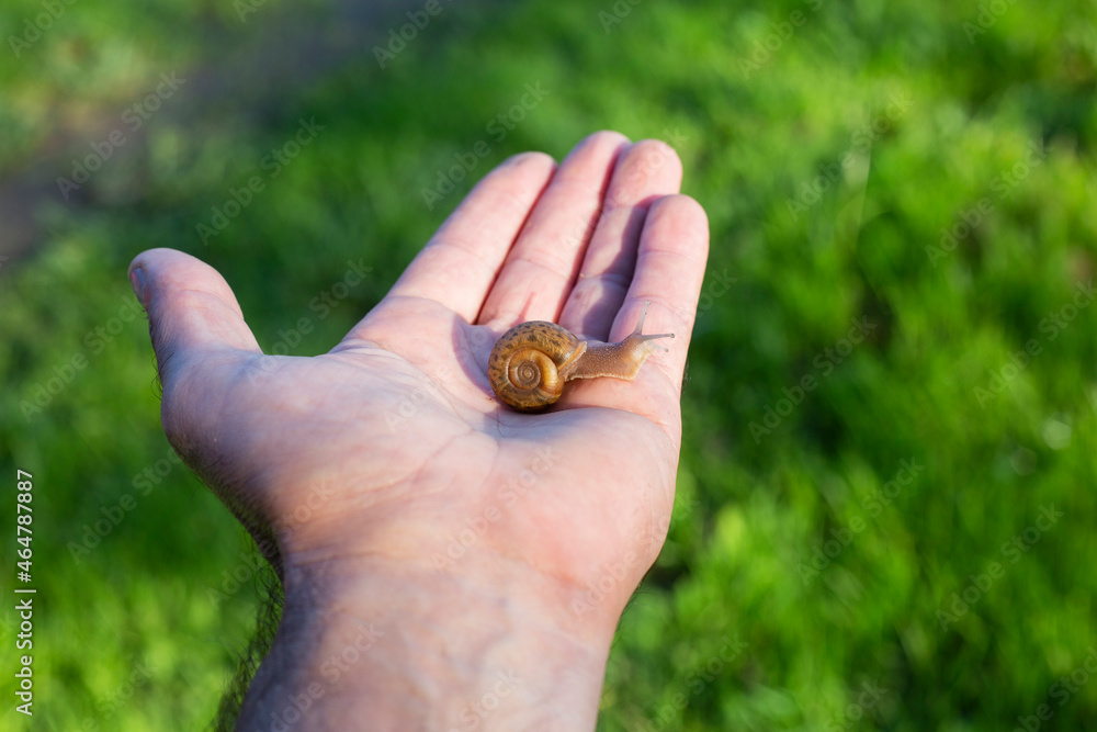 Elona quimperiana or spotted snail on a person's hand. concept of fragility and vulnaribility.