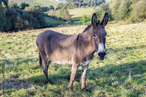 portrait of a donkey looking at the camera. docile and relaxed animal. calm and confident. © Berto
