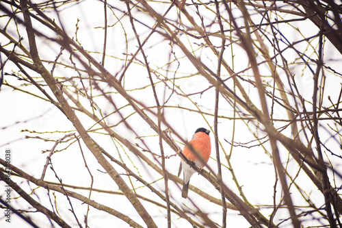 Pyrrhula pyrrhula male in a leafless bush. Small red bird with black head sitting on a branch. Winter in the woods. Selective focus on the animal, blurred background.