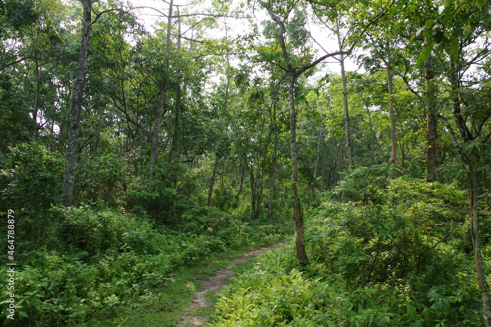 Obraz premium ネパール 世界遺産チトワン国立公園