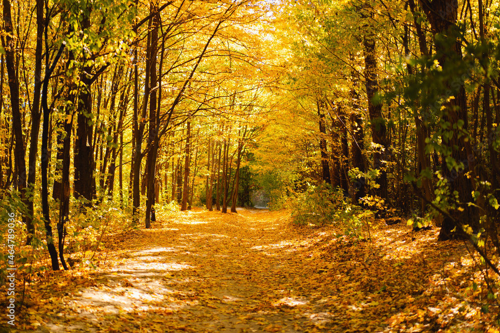 Fall in the forest. Forest autumn in sunny autumn weather, autumn landscape, autumn trees.