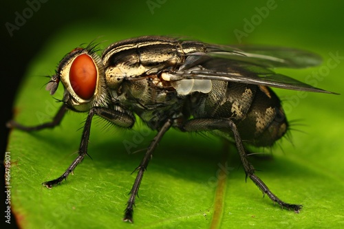 close up photo of fly from Indonesian New Guinea