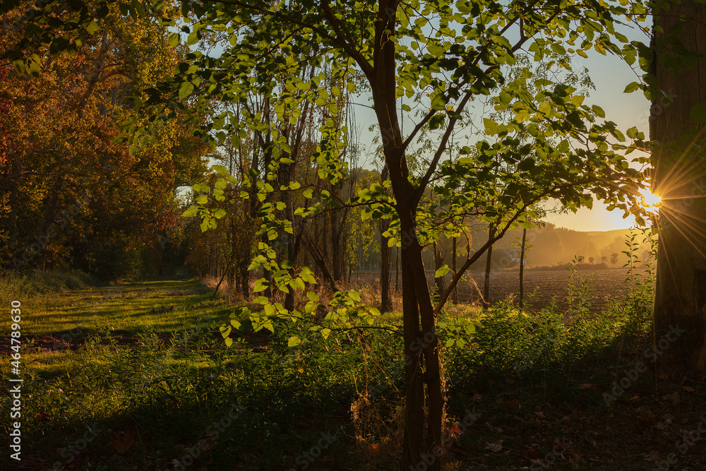 Naklejka premium sunset in the park