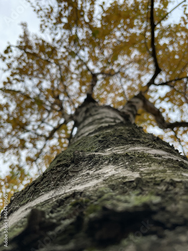 birch in autumn