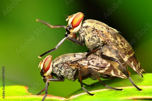 Blook Sucker Flies in Mating. This flies are common in Papua New Guinea.  photo