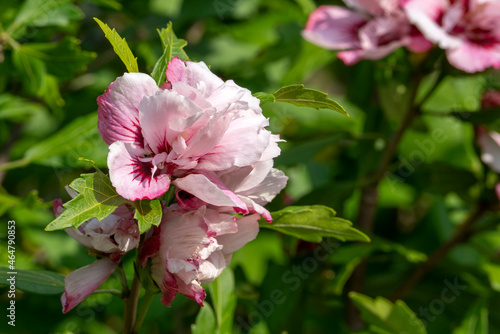 Hibiscus 'Lady Stanley' a summer flowering shrub plant with a pink red summertime flower commonly known as rose of Sharon, stock photo image with copy space