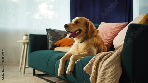 Golden retriever close-up. Obedient dog lying on sofa in living room, looking in camera and posing. Happy domestic animal concept, best friends, puppy relaxing at home, breathing with tongue out. photo