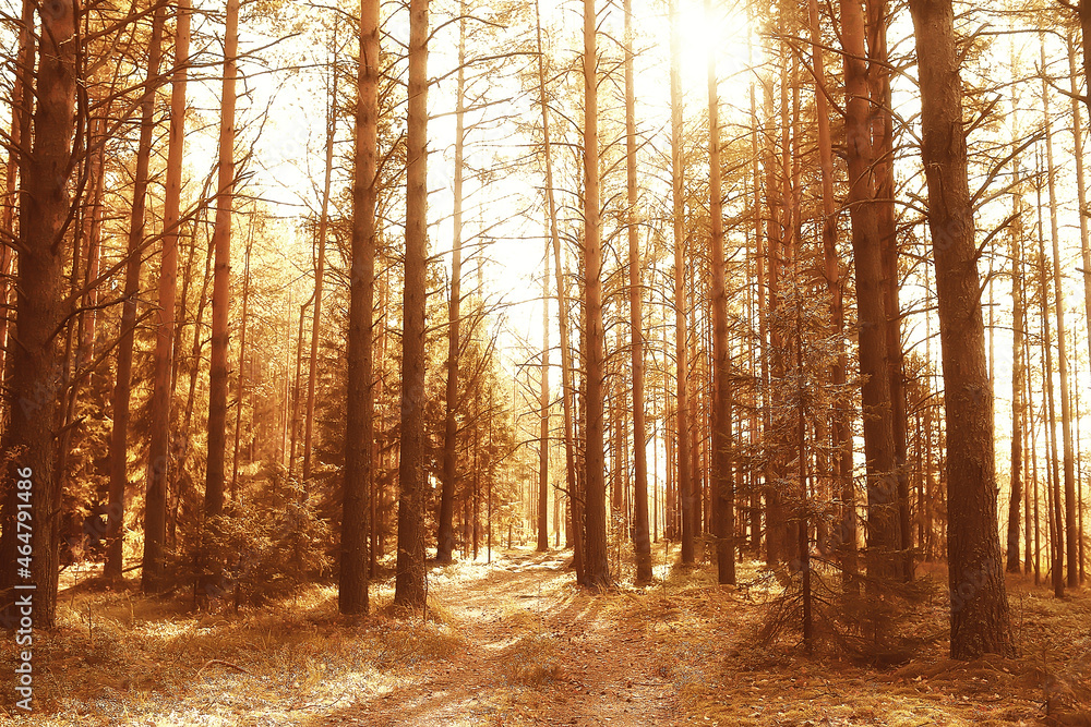 autumn forest landscape, abstract background October view in yellow trees, fall nature autumn forest landscape, abstract background October view in yellow trees, fall nature