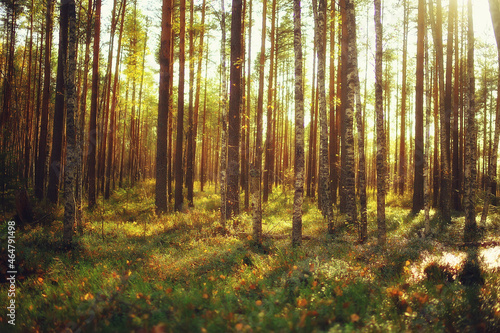 summer landscape in forest background panorama nature summer season landscape trees