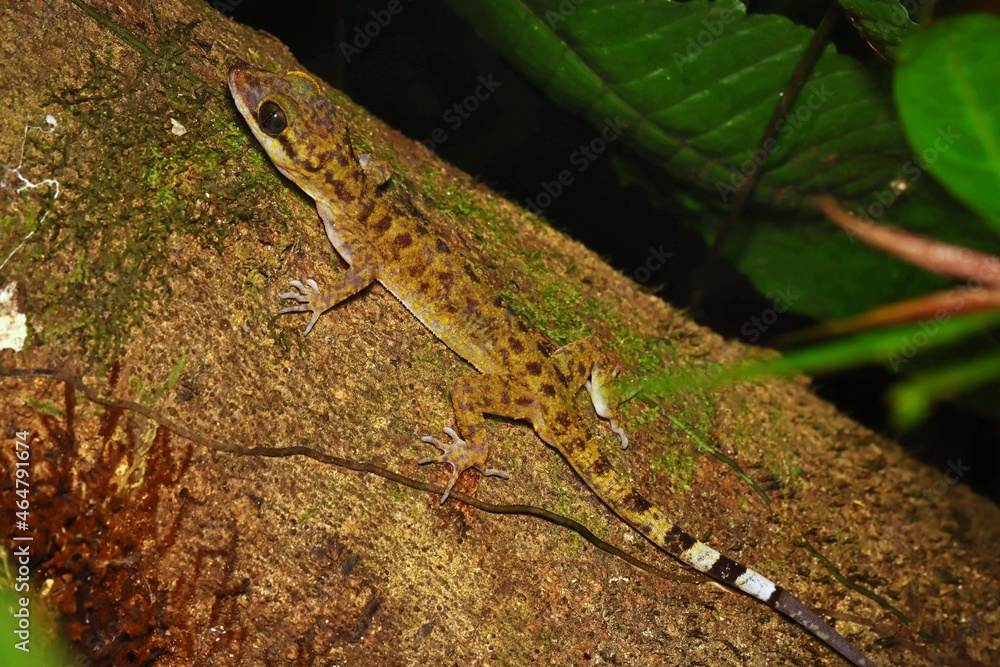 Wild Yellow Gecko (Cyrtodactylus marmoratus) on the Tree, West Papua, Indonesia