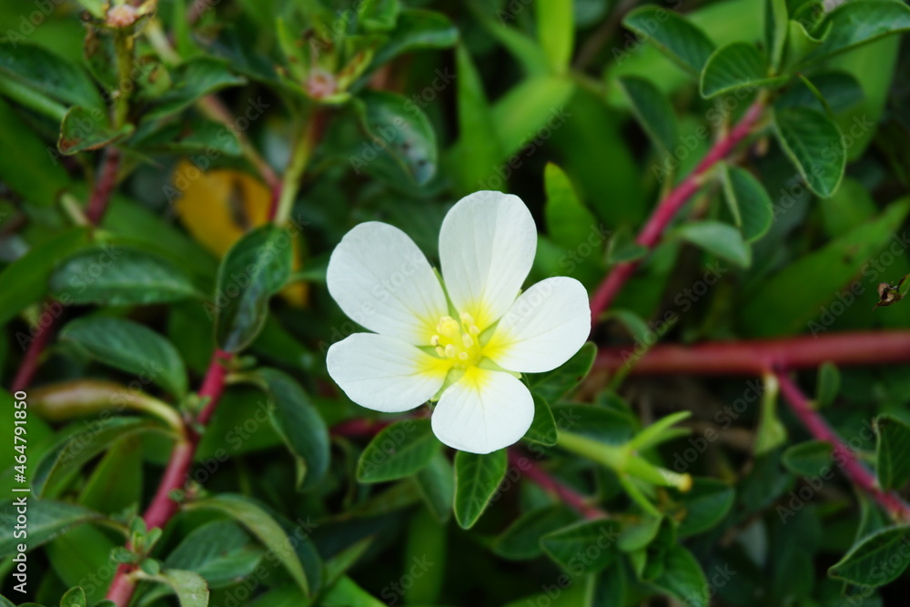 Fototapeta premium Water primrose (Malcha, Malsi, Panidoga, Diohenchi, Keshordam, Creeping, Ludwigia adscendens) flower on the tree. Uses in traditional medicine as antiseptic and used as a poultice in ulcers