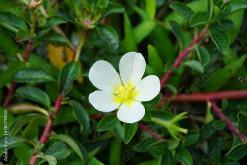 Water primrose (Malcha, Malsi, Panidoga, Diohenchi, Keshordam, Creeping, Ludwigia adscendens) flower on the tree. Uses in traditional medicine as antiseptic and used as a poultice in ulcers photo