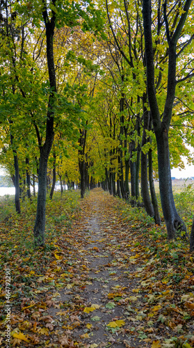 maple autumn alley with autumn leaves