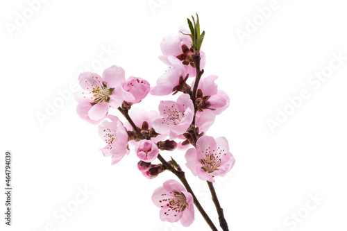 beautiful sakura flower isolated © ksena32