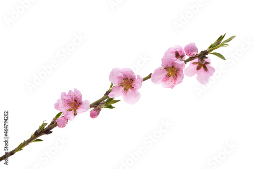 beautiful sakura flower isolated