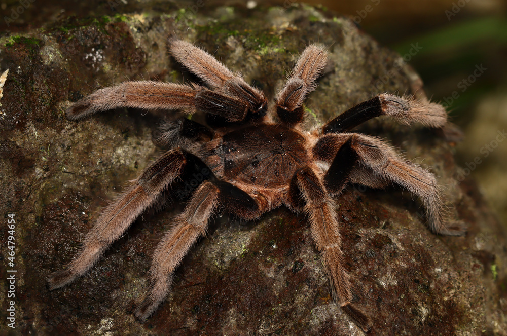 BIRD-EATING SPIDER (Selenocosmia sp). A venomous tarantula from West Papua, Indonesia BIRD-EATING SPIDER (Selenocosmia sp). A venomous tarantula from West Papua, Indonesia