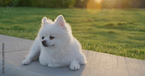 Pomeranian dog at park under sunset