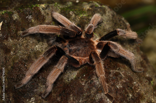BIRD-EATING SPIDER (Selenocosmia sp). A venomous tarantula from West Papua, Indonesia