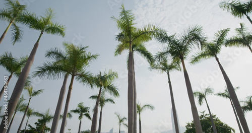 Palm tree with blue sky