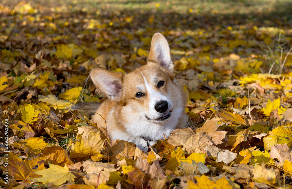 welsh corgi pembroke for a walk welsh corgi pembroke for a walk