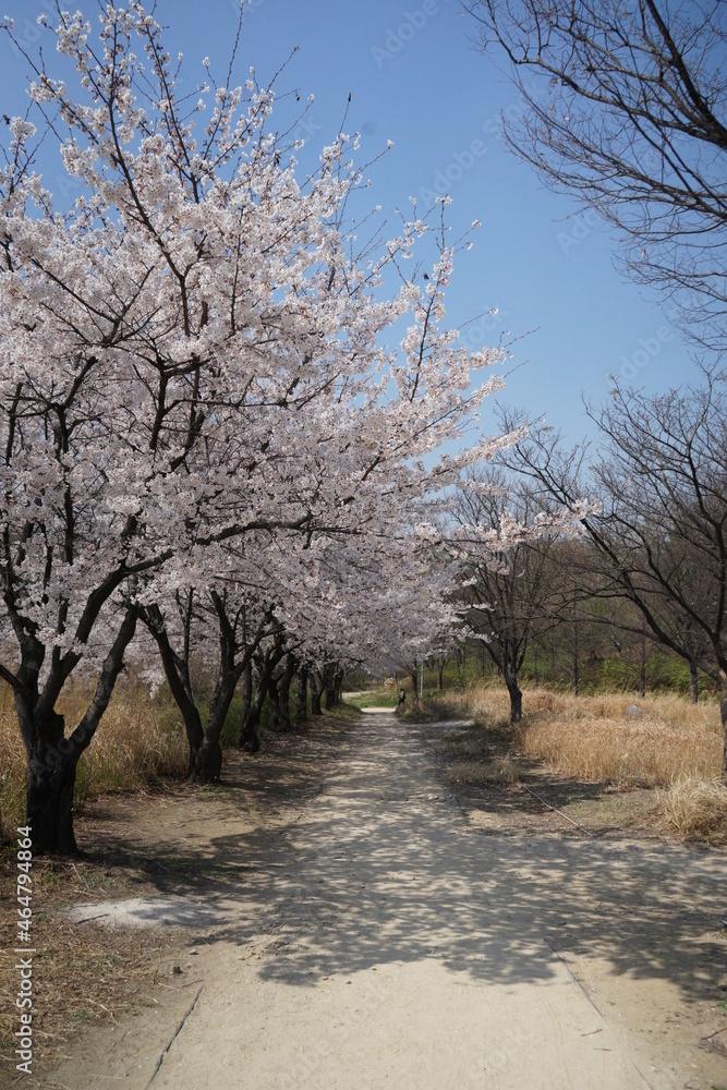 Obraz premium 벚꽃, 나무, 꽃, 풍경, 하늘