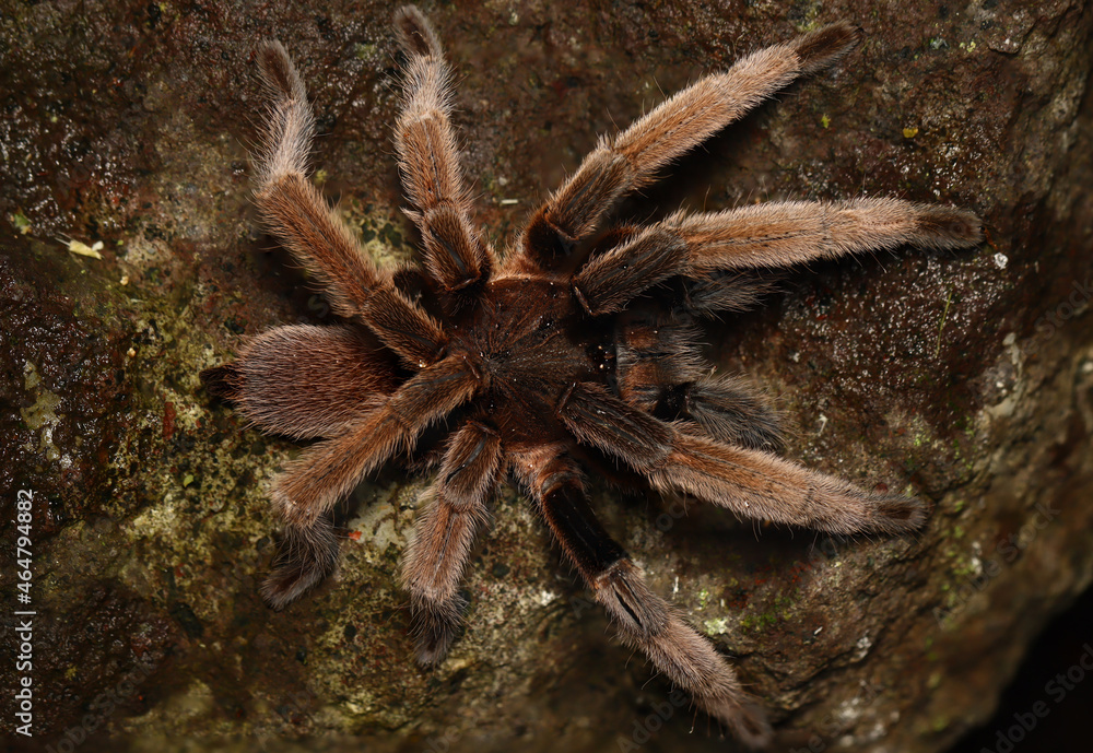 BIRD-EATING SPIDER (Selenocosmia sp). A venomous tarantula from West Papua, Indonesia. Showing dorsal view