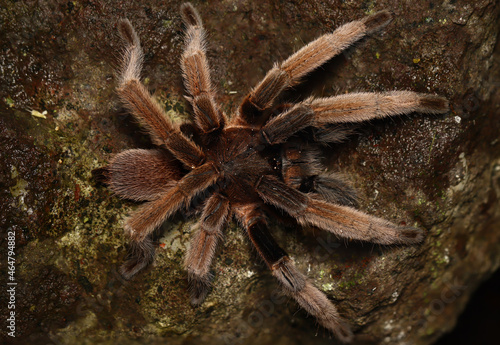 BIRD-EATING SPIDER (Selenocosmia sp). A venomous tarantula from West Papua, Indonesia. Showing dorsal view