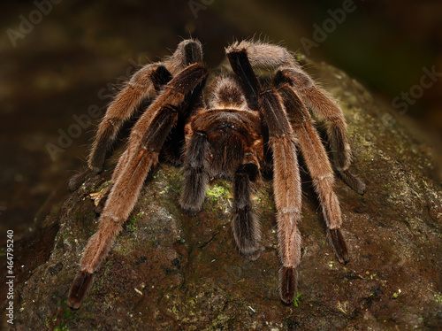 BIRD-EATING SPIDER (Selenocosmia sp). A venomous tarantula from West Papua, Indonesia. Showing the front view 