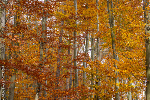 Jesień las 