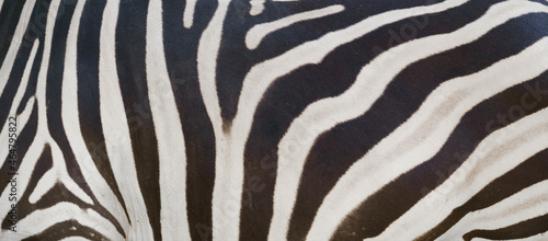 zebra skin  zebra fure