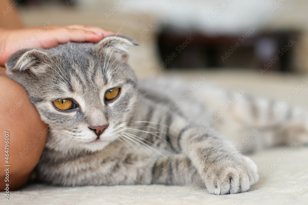 Gray cat with a child's hand at home on the couch. World pet day.