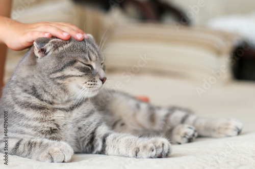 Fototapeta Naklejka Na Ścianę i Meble -  Gray cat with a child's hand at home on the couch. World pet day.