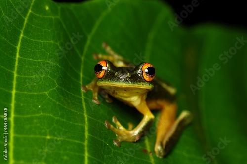 Small Green Tree Frog (Litoria sp.) from West Papua, Indonesia