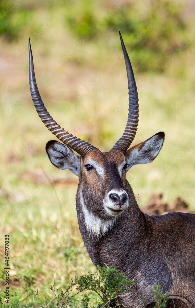Fototapeta premium Defassa Waterbuck looks back across the Masai Mara, Kenya