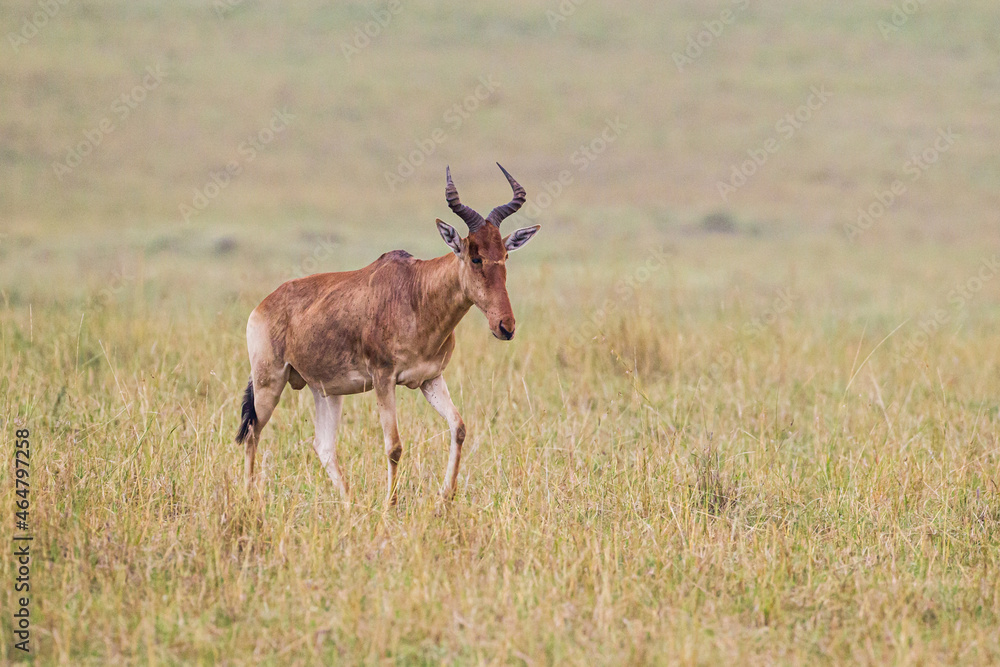 Red hartebeest walks across the brown grass of the Masai Mara, Kenya