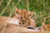 Lions cubs playing under the protection of their mother in the Masai Mara in Kenya