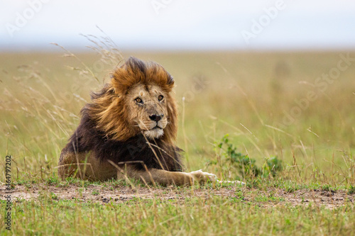 Fototapeta Naklejka Na Ścianę i Meble -  Portrait of a male lion resting on the grass of the Masai Mara in Kenya